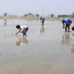 भारत के पास आने वाले बुआई सीजन के लिए बीजों का पर्याप्त भंडार मौजूद : केंद्र